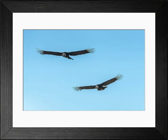 Framed Print : Two Andean condors (Vultur gryphus) flying over Canyon Colca, Caylloma Province, Arequipa Region, Peru Framed Print : Two Andean condors (Vultur gryphus) flying over Canyon Colca, Caylloma Province, Arequipa Region, Peru