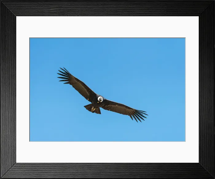 Framed Print : Andean condor (Vultur gryphus) flying over Canyon Colca, Caylloma Province, Arequipa Region, Peru Framed Print : Andean condor (Vultur gryphus) flying over Canyon Colca, Caylloma Province, Arequipa Region, Peru