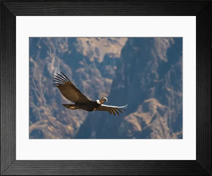 Framed Print : Andean condor (Vultur gryphus) flying over Canyon Colca, Caylloma Province, Arequipa Region, Peru Framed Print : Andean condor (Vultur gryphus) flying over Canyon Colca, Caylloma Province, Arequipa Region, Peru