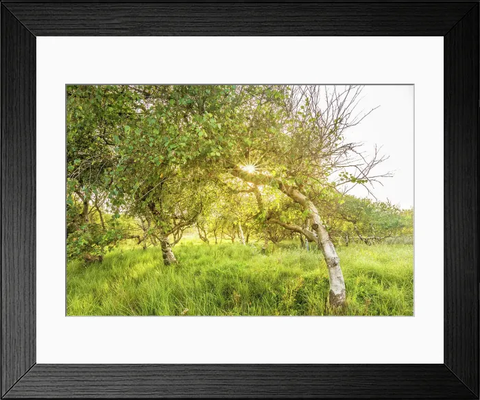 Framed Print : Low windblown birch trees in the dunes on the northern beach of Norderney, East Frisian Islands, East Frisia, Lower Saxony, Germany