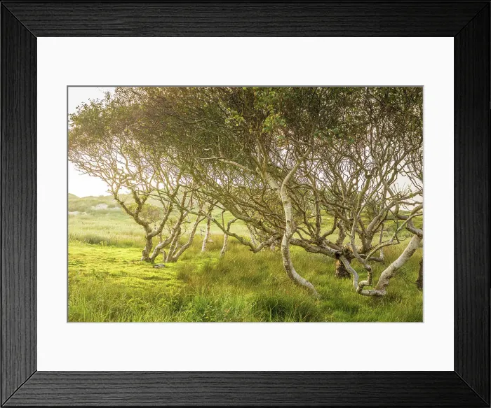 Framed Print : Low windblown birch trees in the dunes on the northern beach of Norderney, East Frisian Islands, East Frisia, Lower Saxony, Germany