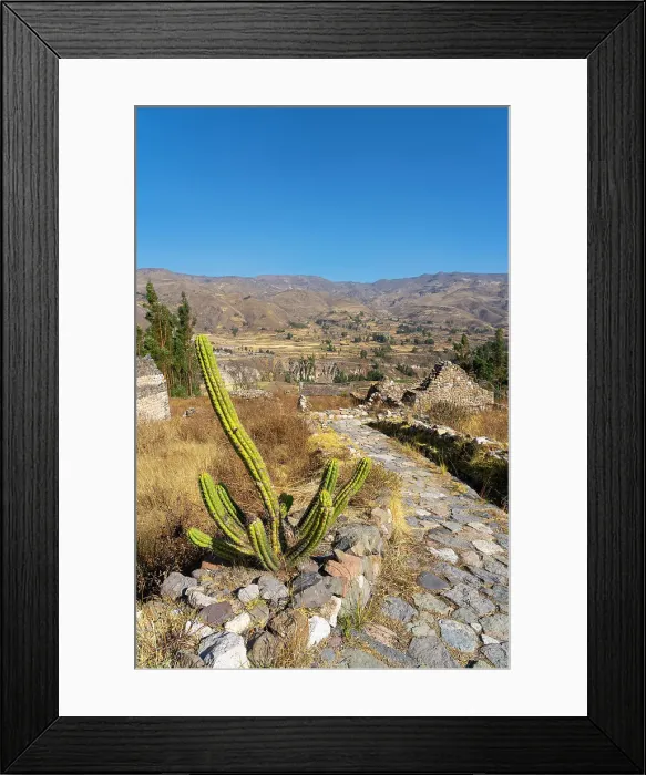 Framed Print : Cactus next to path and ancient houses at archaeological site Uyo Uyo near Yanque, Canyon Colca, Yanque District, Caylloma Province, Arequipa Region, Peru Framed Print : Cactus next to path and ancient houses at archaeological site Uyo Uyo near Yanque, Canyon Colca, Yanque District, Caylloma Province, Arequipa Region, Peru