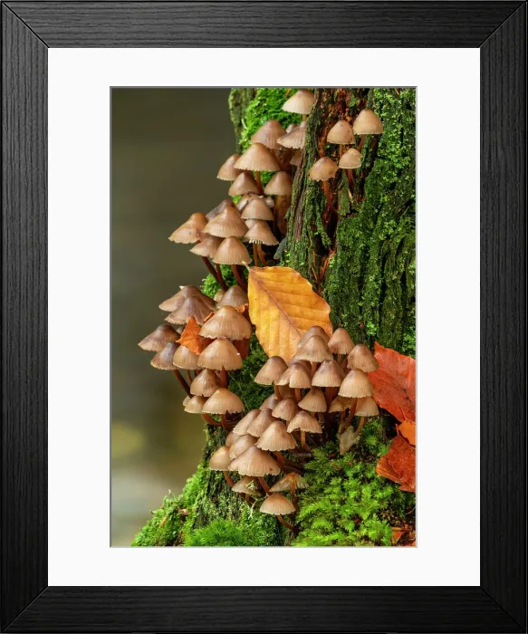 Framed Print : Mycena Mushrooms, Birks of Aberfeldy, Perthshire, Scotland Framed Print : Mycena Mushrooms, Birks of Aberfeldy, Perthshire, Scotland