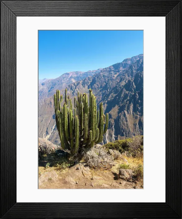 Framed Print : Cactus on slope of Canyon Colca, Caylloma Province, Arequipa Region, Peru Framed Print : Cactus on slope of Canyon Colca, Caylloma Province, Arequipa Region, Peru
