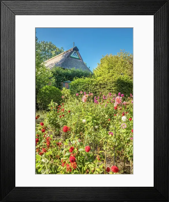 Framed Print : Farm garden in the Ammerlaender Farmhouse open-air museum, Bad Zwischenahn, Oldenburger Land, Lower Saxony, Germany Framed Print : Farm garden in the Ammerlaender Farmhouse open-air museum, Bad Zwischenahn, Oldenburger Land, Lower Saxony, Germany