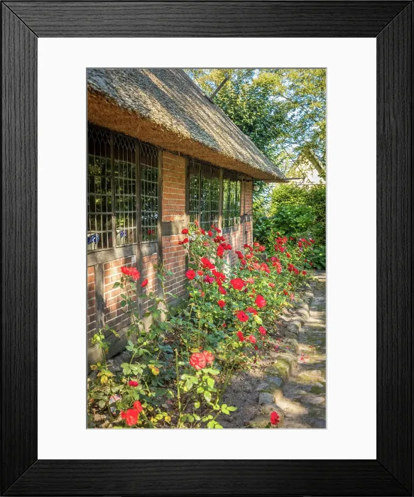 Framed Print : Rose bed in the Ammerlaender Farmhouse open-air museum, Bad Zwischenahn, Oldenburger Land, Lower Saxony, Germany Framed Print : Rose bed in the Ammerlaender Farmhouse open-air museum, Bad Zwischenahn, Oldenburger Land, Lower Saxony, Germany