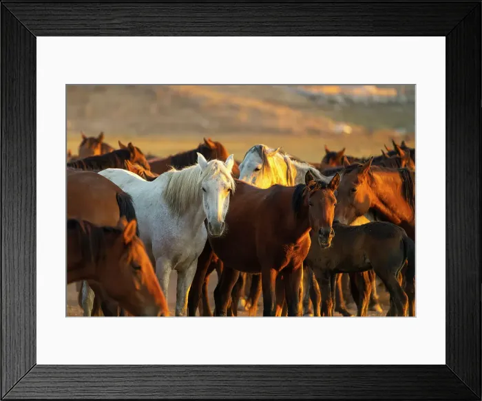 Framed Print : Herd of Yilki horses at sunset, Hurmetci, Hacilar District, Kayseri Province, Cappadocia, Central Anatolia Region, Turkey Framed Print : Herd of Yilki horses at sunset, Hurmetci, Hacilar District, Kayseri Province, Cappadocia, Central Anatolia Region, Turkey