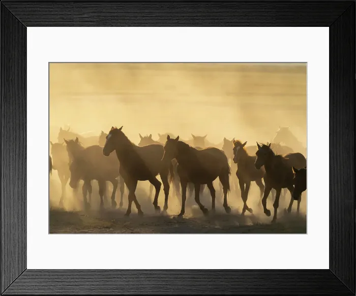 Framed Print : Herd of Yilki horses running in dust at sunset, Hurmetci, Hacilar District, Kayseri Province, Cappadocia, Central Anatolia Region, Turkey Framed Print : Herd of Yilki horses running in dust at sunset, Hurmetci, Hacilar District, Kayseri Province, Cappadocia, Central Anatolia Region, Turkey