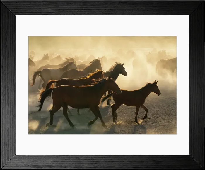 Framed Print : Herd of Yilki horses running in dust at sunset, Hurmetci, Hacilar District, Kayseri Province, Cappadocia, Central Anatolia Region, Turkey Framed Print : Herd of Yilki horses running in dust at sunset, Hurmetci, Hacilar District, Kayseri Province, Cappadocia, Central Anatolia Region, Turkey