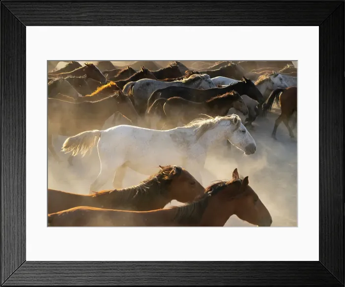 Framed Print : White horse running among herd of Yilki horses in dust at sunset, Hurmetci, Hacilar District, Kayseri Province, Cappadocia, Central Anatolia Region, Turkey Framed Print : White horse running among herd of Yilki horses in dust at sunset, Hurmetci, Hacilar District, Kayseri Province, Cappadocia, Central Anatolia Region, Turkey
