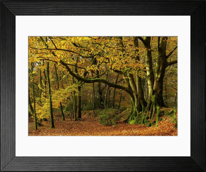 Framed Print : Deciduous woodland in autumn colours, Core Hill Wood, Sidmouth, Devon, England. Autumn (November) 2023 Framed Print : Deciduous woodland in autumn colours, Core Hill Wood, Sidmouth, Devon, England. Autumn (November) 2023