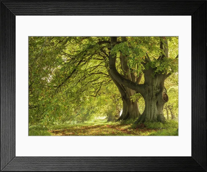 Framed Print : Sunlit autumnal beech trees near Badbury Rings, Dorset, England. Autumn (October) 2023 Framed Print : Sunlit autumnal beech trees near Badbury Rings, Dorset, England. Autumn (October) 2023