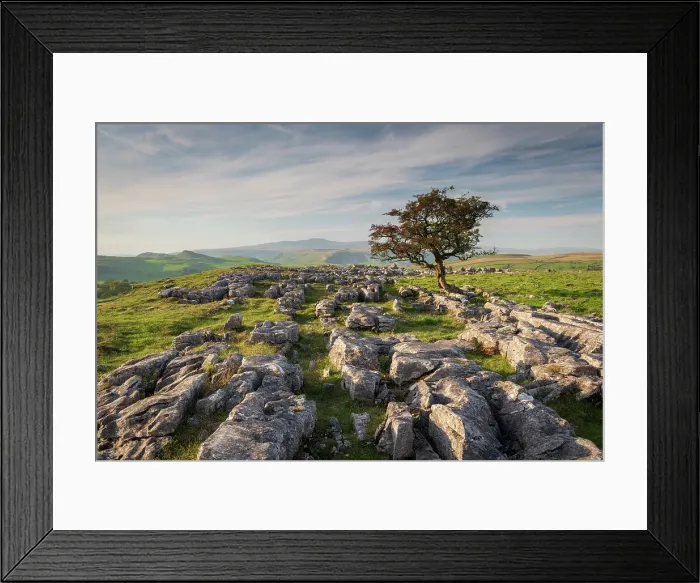 Framed Print : Lone windswept hawthorn tree on a limestone pavement at Winskill Stones, near Settle, Yorkshire Dales, England. Autumn (October) 2023 Framed Print : Lone windswept hawthorn tree on a limestone pavement at Winskill Stones, near Settle, Yorkshire Dales, England. Autumn (October) 2023