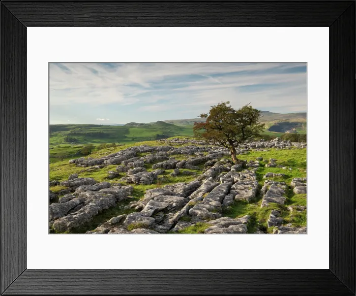 Framed Print : Lone windswept hawthorn tree on a limestone pavement at Winskill Stones, near Settle, Yorkshire Dales, England. Autumn (October) 2023 Framed Print : Lone windswept hawthorn tree on a limestone pavement at Winskill Stones, near Settle, Yorkshire Dales, England. Autumn (October) 2023