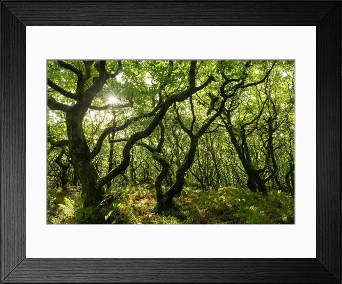 Framed Print : Deciduous trees growing over Dowsborough Hill Fort in the Quantocks, Somerset, England. Autumn (September) 2023 Framed Print : Deciduous trees growing over Dowsborough Hill Fort in the Quantocks, Somerset, England. Autumn (September) 2023