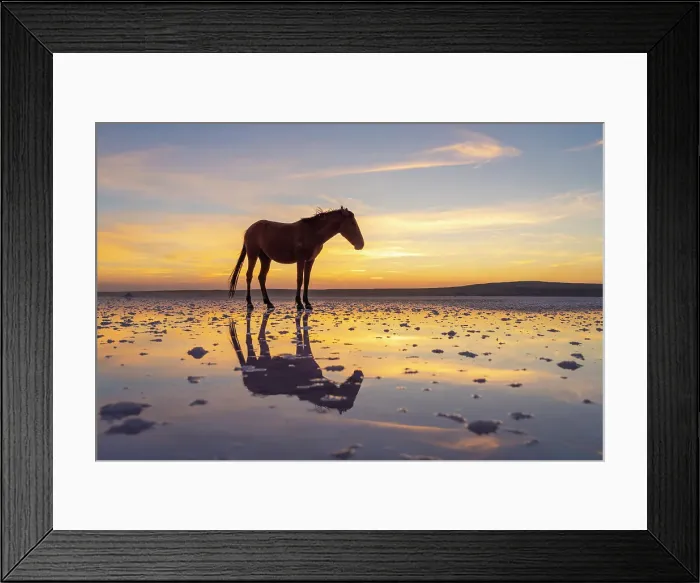 Framed Print : Horse standing on salt Lake Tuz at sunset, Karamollausagi, Sereflikochisar, Ankara Province, Central Anatolia Region, Turkey Framed Print : Horse standing on salt Lake Tuz at sunset, Karamollausagi, Sereflikochisar, Ankara Province, Central Anatolia Region, Turkey