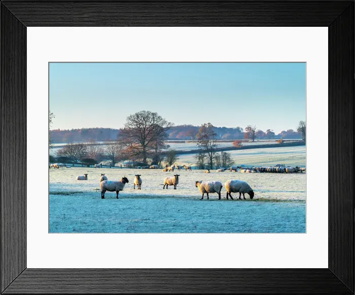 Framed Print : UK, England, Shropshire, Wintery Countryside, Flock of Sheep Framed Print : UK, England, Shropshire, Wintery Countryside, Flock of Sheep