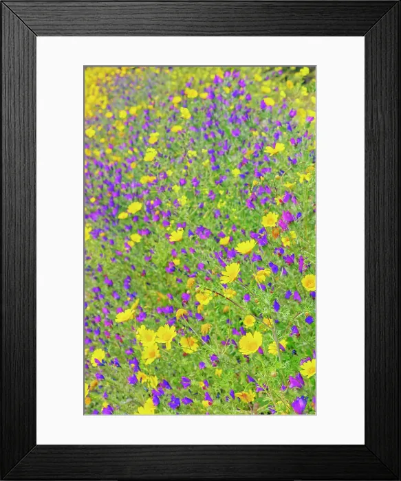 Framed Print : Wild flowers blooming, Syracuse, Sicily, Italy Framed Print : Wild flowers blooming, Syracuse, Sicily, Italy
