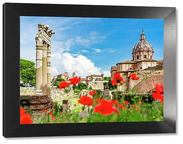 Imperial Forums framed by red flowers in bloom at springtime, Rome, Italy
