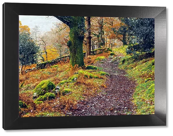 UK, England, Cumbria, Lake District National Park, Seatoller, Woodland Path