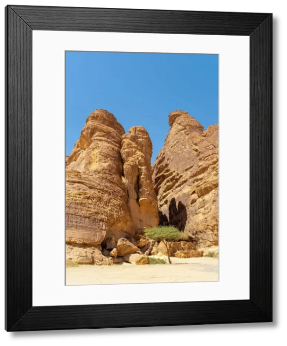 Framed Print : Acacia tree, Ashar Valley, Al-Ula, Medina Province, Saudi Arabia Framed Print : Acacia tree, Ashar Valley, Al-Ula, Medina Province, Saudi Arabia