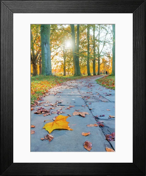 Framed Print : UK, England, Cambridgeshire, Cambridge, The Backs in Autumn Framed Print : UK, England, Cambridgeshire, Cambridge, The Backs in Autumn