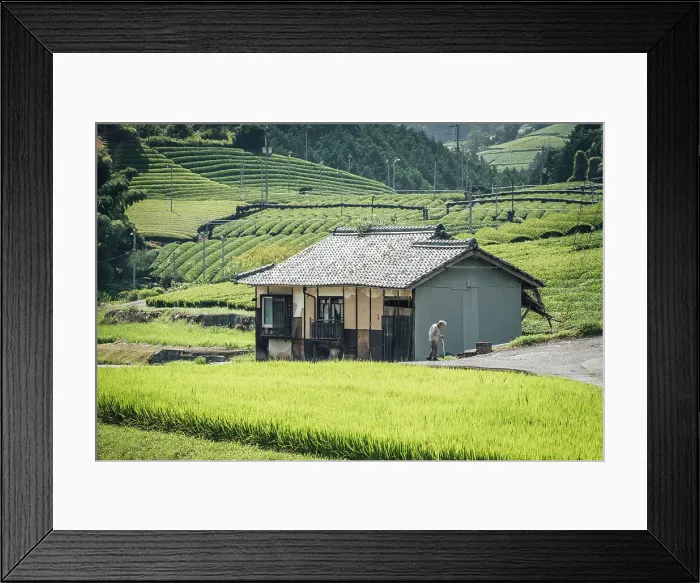 Framed Print : Old man walking near Wazuka tea plantation, Soraku district, Kyoto, Japan Framed Print : Old man walking near Wazuka tea plantation, Soraku district, Kyoto, Japan