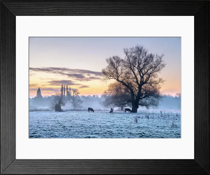 Framed Print : UK, England, Cambridgeshire, Grantchester, Grantchester Meadows, frosty morning Framed Print : UK, England, Cambridgeshire, Grantchester, Grantchester Meadows, frosty morning