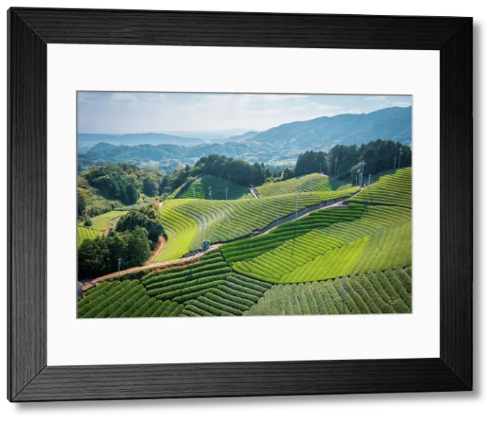 Framed Print : Wazuka Tea Plantation from above, Kansai, Japan Framed Print : Wazuka Tea Plantation from above, Kansai, Japan