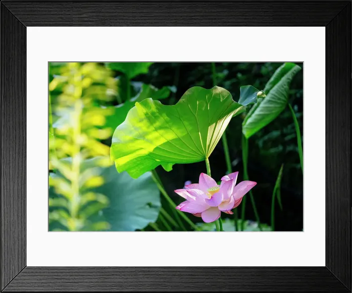 Framed Print : Lotus flower, Kyoto, Japan