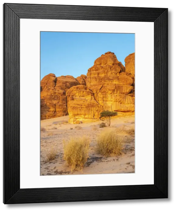 Framed Print : Acacia tree, Ashar Valley, Al-Ula, Medina Province, Saudi Arabia Framed Print : Acacia tree, Ashar Valley, Al-Ula, Medina Province, Saudi Arabia
