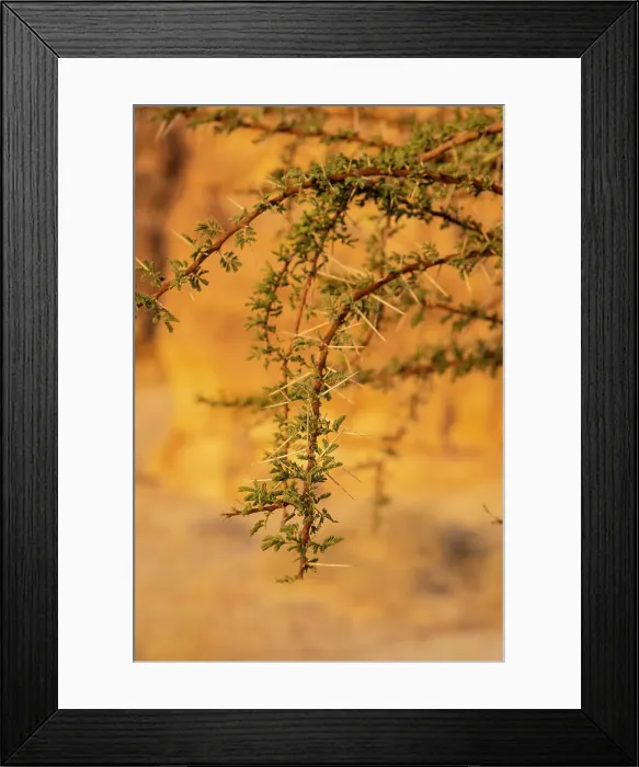 Framed Print : Acacia tree, Ashar Valley, Al-Ula, Medina Province, Saudi Arabia Framed Print : Acacia tree, Ashar Valley, Al-Ula, Medina Province, Saudi Arabia