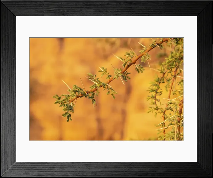Framed Print : Acacia tree, Ashar Valley, Al-Ula, Medina Province, Saudi Arabia Framed Print : Acacia tree, Ashar Valley, Al-Ula, Medina Province, Saudi Arabia