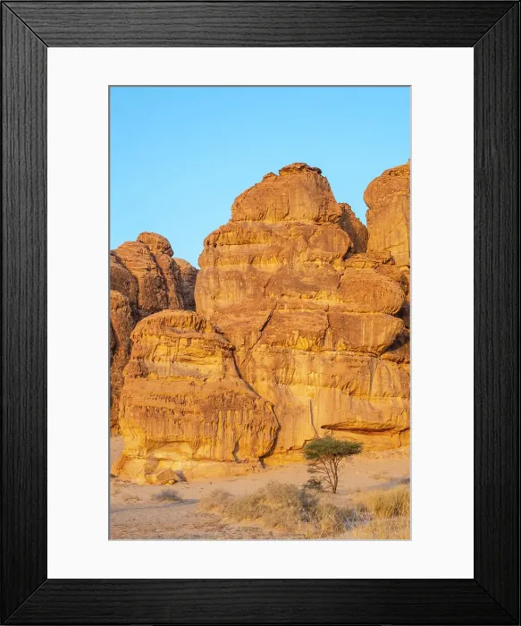 Framed Print : Acacia tree, Ashar Valley, Al-Ula, Medina Province, Saudi Arabia Framed Print : Acacia tree, Ashar Valley, Al-Ula, Medina Province, Saudi Arabia