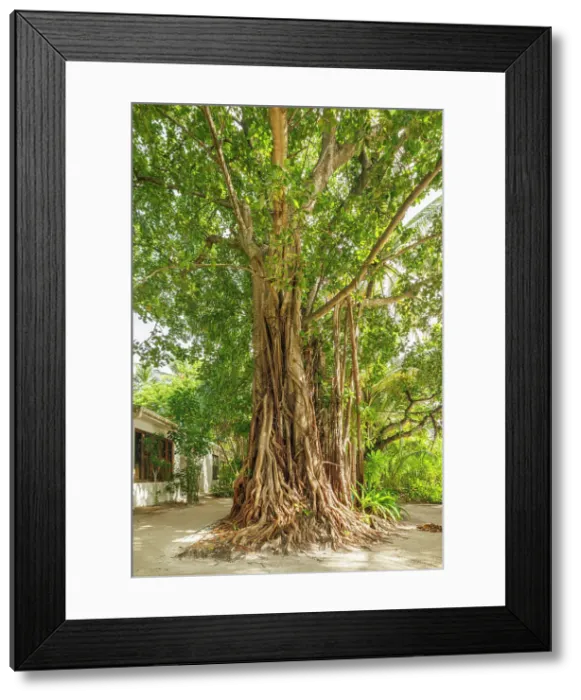 Framed Print : Spectacular Banyan Tree on an island in the North Ari Atoll, the Maldives Framed Print : Spectacular Banyan Tree on an island in the North Ari Atoll, the Maldives