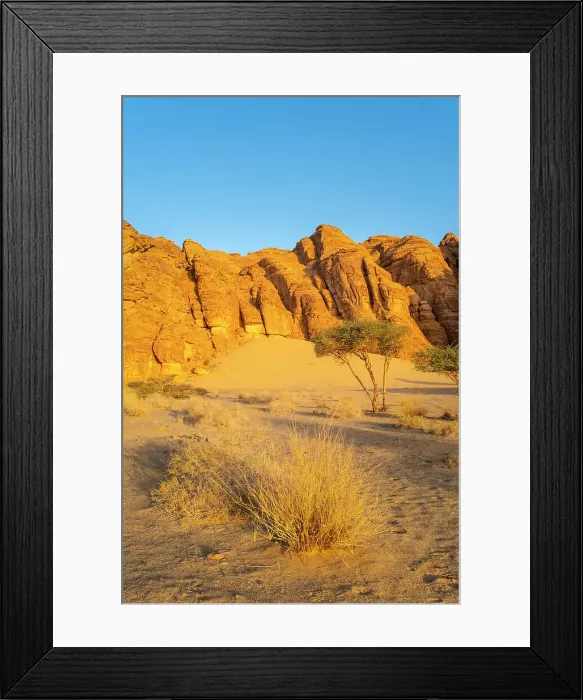 Framed Print : Acacia tree, Ashar Valley, Al-Ula, Medina Province, Saudi Arabia Framed Print : Acacia tree, Ashar Valley, Al-Ula, Medina Province, Saudi Arabia