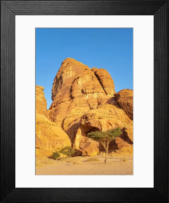 Framed Print : Acacia tree, Ashar Valley, Al-Ula, Medina Province, Saudi Arabia Framed Print : Acacia tree, Ashar Valley, Al-Ula, Medina Province, Saudi Arabia