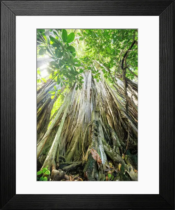 Framed Print : Spectacular Banyan Tree on an island in the North Ari Atoll, the Maldives Framed Print : Spectacular Banyan Tree on an island in the North Ari Atoll, the Maldives