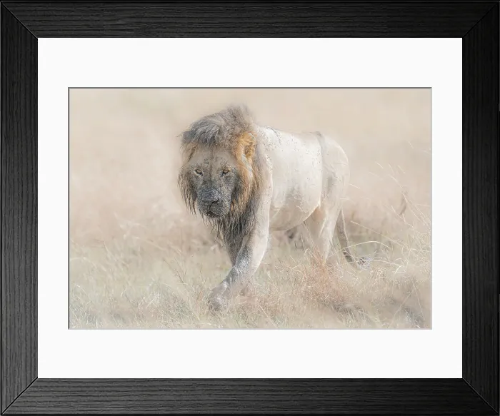 Framed Print : Male lion in the Maasai Mara, Kenya Framed Print : Male lion in the Maasai Mara, Kenya
