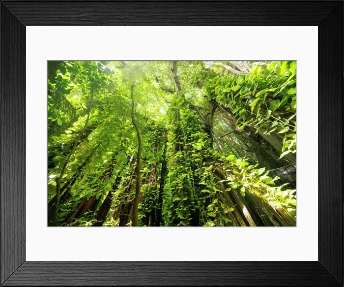 Framed Print : Spectacular Banyan Tree on an island in the North Ari Atoll, the Maldives Framed Print : Spectacular Banyan Tree on an island in the North Ari Atoll, the Maldives