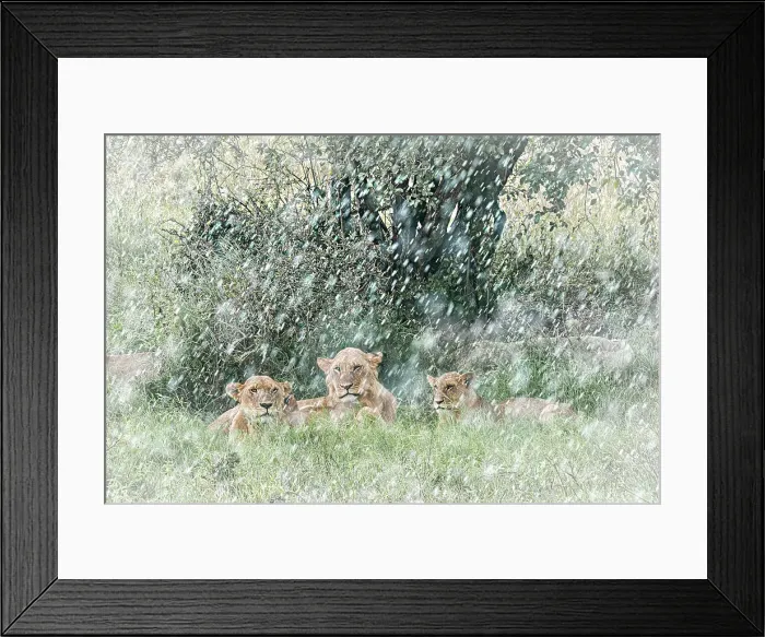 Framed Print : Lion pride in heavy rain, Lake Nakuru National Park, Kenya Framed Print : Lion pride in heavy rain, Lake Nakuru National Park, Kenya