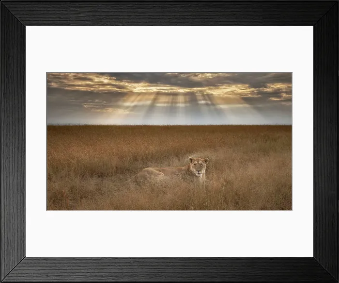 Framed Print : Lioness at sunrise, Maasai Mara, Kenya Framed Print : Lioness at sunrise, Maasai Mara, Kenya