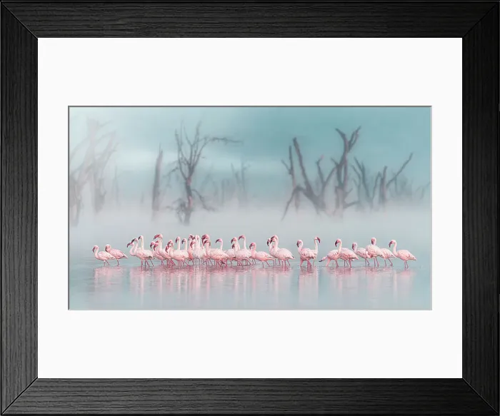 Framed Print : lesser flamingos (Phoeniconaias minor) in Lake Nakuru National Park, Kenya Framed Print : lesser flamingos (Phoeniconaias minor) in Lake Nakuru National Park, Kenya