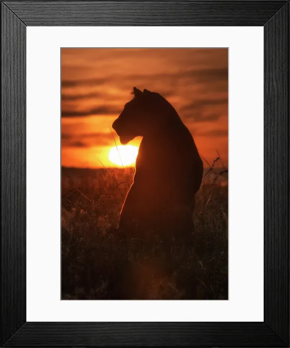 Framed Print : Lioness in a misty sunrise in the Masaimara, Kenya