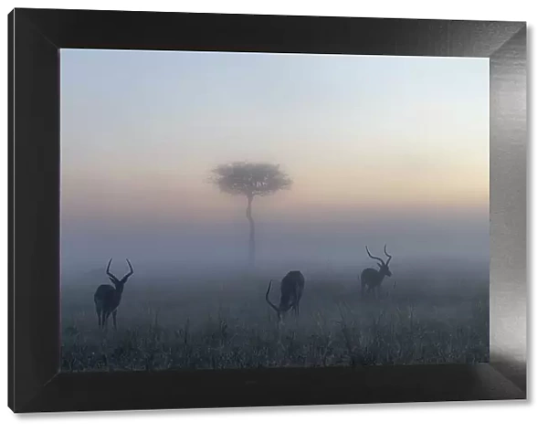 Impalas (Aepyceros melampus) in a misty sunrise in the Masaimara, Kenya