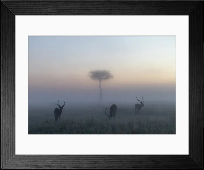 Framed Print : Impalas (Aepyceros melampus) in a misty sunrise in the Masaimara, Kenya Framed Print : Impalas (Aepyceros melampus) in a misty sunrise in the Masaimara, Kenya