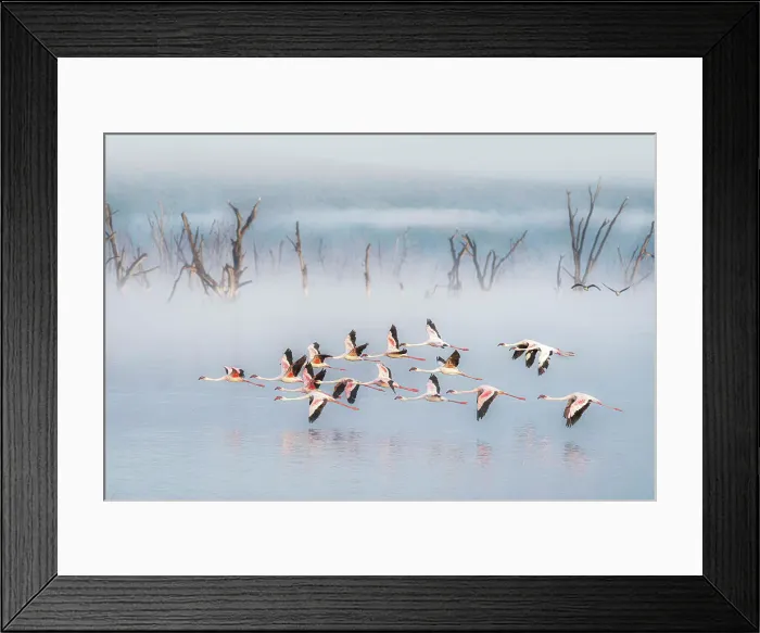 Framed Print : lesser flamingos (Phoeniconaias minor) in Lake Nakuru National Park, Kenya Framed Print : lesser flamingos (Phoeniconaias minor) in Lake Nakuru National Park, Kenya