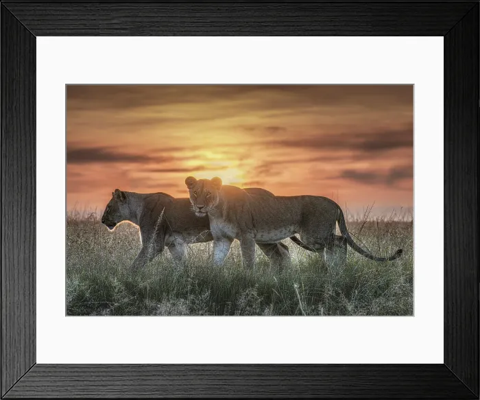 Framed Print : Lioness in a misty sunrise in the Masaimara, Kenya