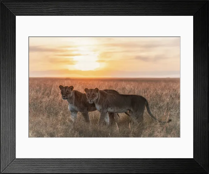 Framed Print : Lioness in a misty sunrise in the Masaimara, Kenya Framed Print : Lioness in a misty sunrise in the Masaimara, Kenya