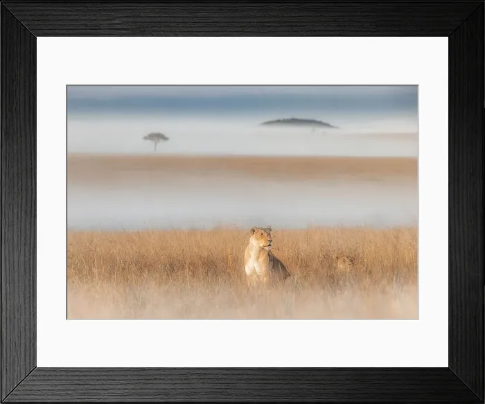 Framed Print : Lioness in a misty sunrise in the Masaimara, Kenya